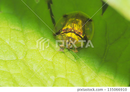 Jingasa beetle Jingasa beetle 135066910