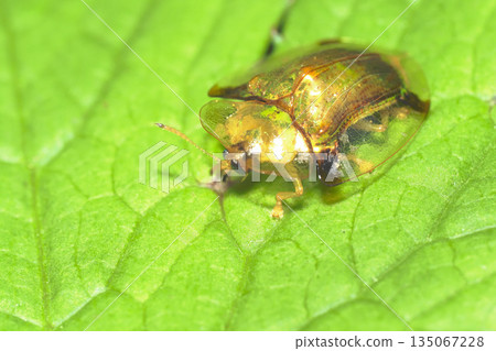 Jingasa beetle 135067228
