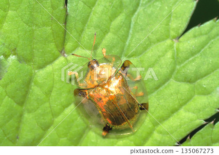 Jingasa beetle 135067273