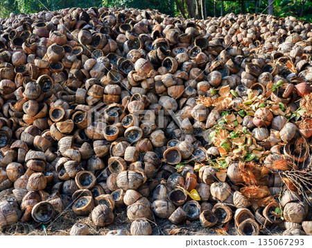 A scene of a large amount of coconut shells drying outside Ecology A scene of a large amount of coconut shells drying outside Ecology 135067293