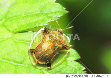Jingasa beetle 135067304