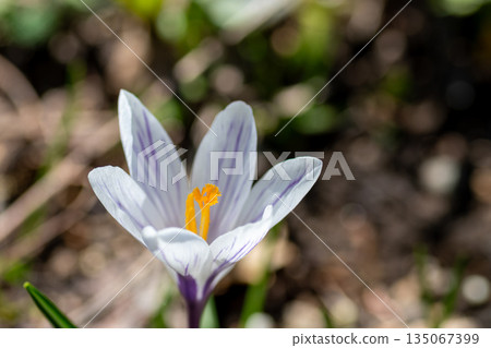 Close-up of white crocuses blooming in a spring garden 135067399