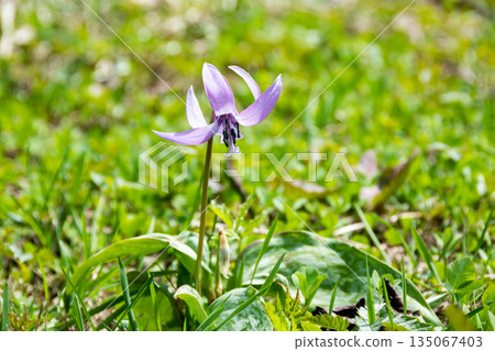 A cute pink flower that blooms in the spring field A cute pink flower that blooms in the spring field 135067403