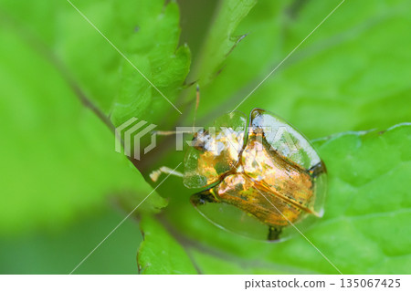 Jingasa beetle Jingasa beetle 135067425