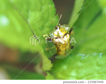 Jingasa beetle Jingasa beetle 135067440