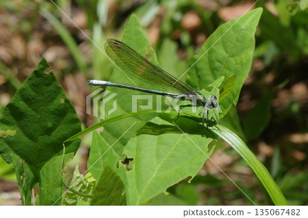 Asahina kawatombo 135067482