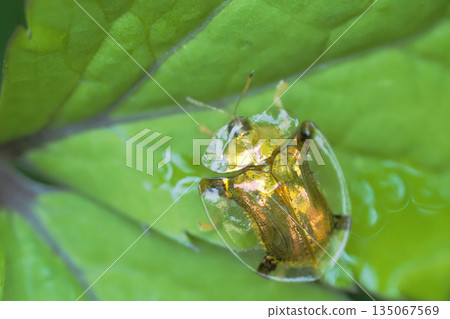 Jingasa beetle Jingasa beetle 135067569