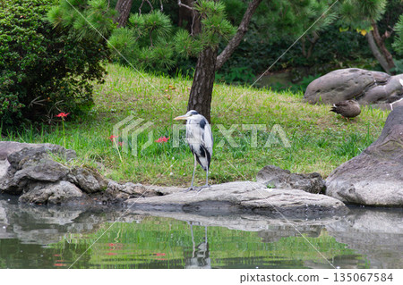 A grey heron standing in the pond of the former Yasuda Garden. A wild bird appears at the water's edge of a strolling garden. 135067584