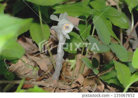 Ginko花的花朵 135067652