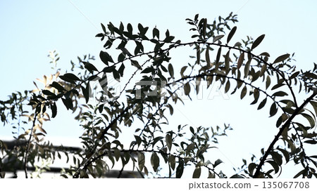 Plant image Plant image 135067708