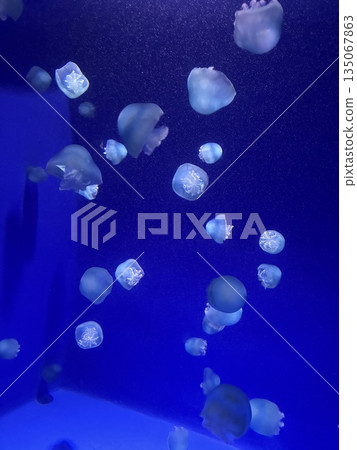 許多月亮水母在深藍色的水中游動 135067863