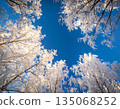 Trees covered with hoarfrost and blue sky 135068252