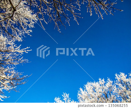 用白霜和藍天蓋的樹 135068255