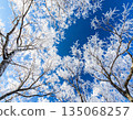 Trees covered with hoarfrost and blue sky 135068257