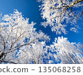 Trees covered with hoarfrost and blue sky 135068258