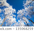 Trees covered with hoarfrost and blue sky 135068259