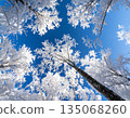 Trees covered with hoarfrost and blue sky 135068260