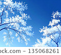 Trees covered with hoarfrost and blue sky 135068261