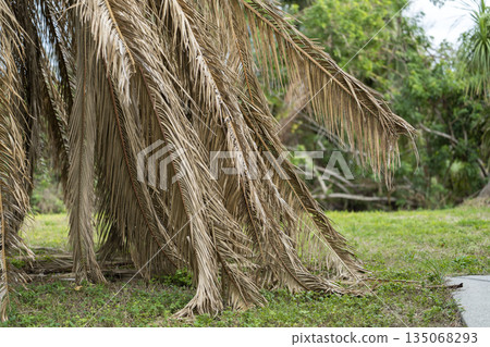 Dead palm tree with dry branches on Florida home backyard. Tree removal concept 135068293