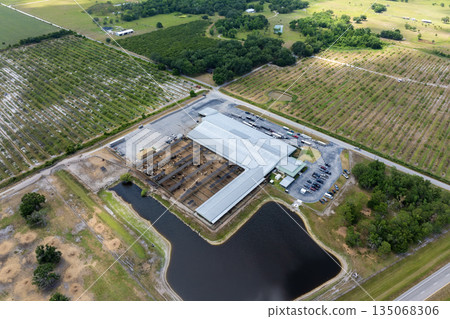 Cow feed lot with meat cows. Cattle stockyard on farm in USA Cow feed lot with meat cows. Cattle stockyard on farm in USA 135068306