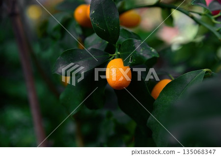 Single oval Nagami kumquat hanging close on branch with green leaves. Citrus Rutaceae fruit from Japan with soft blurred green background Single oval Nagami kumquat hanging close on branch with green leaves. Citrus Rutaceae fruit from Japan with soft blurred green background 135068347