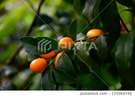 Oval Nagami kumquat fruits growing on branch with green leaves. Citrus Rutaceae plant from Japan in natural garden light with soft green background Oval Nagami kumquat fruits growing on branch with green leaves. Citrus Rutaceae plant from Japan in natural garden light with soft green background 135068348