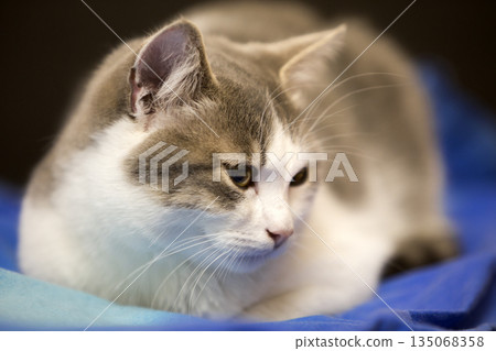 Close-up portrait of young nice small cute white and gray domestic cat kitten with dreamy expression on blurred black and blue background. Keeping animal pet at home wildlife concept. Close-up portrait of young nice small cute white and gray domestic cat kitten with dreamy expression on blurred black and blue background. Keeping animal pet at home wildlife concept. 135068358
