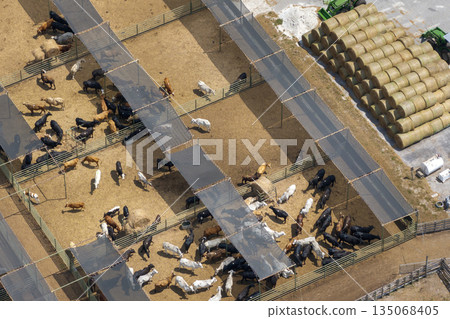 Cattle stockyard with meat cows. Feeding of livestock on farm feedlot in Florida rural area 135068405