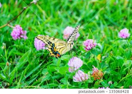 Swallowtail butterfly Swallowtail butterfly 135068428