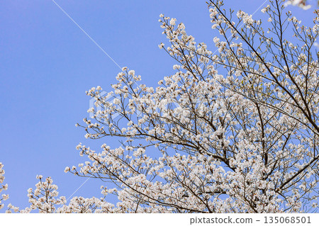 Yoshino cherry tree with blue sky background Yoshino cherry tree with blue sky background 135068501
