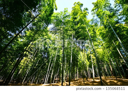 Kyoto Prefecture, Fushimi Inari Taisha Shrine, Bamboo Underpass, Fukakusa Yabunouchicho, Fushimi Ward, Kyoto City, February 2022 135068511