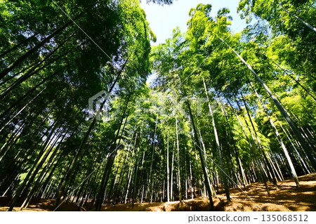 Kyoto Prefecture, Fushimi Inari Taisha Shrine, Bamboo Underpass, Fukakusa Yabunouchicho, Fushimi Ward, Kyoto City, February 2022 135068512