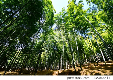 Kyoto Prefecture, Fushimi Inari Taisha Shrine, Bamboo Underpass, Fukakusa Yabunouchicho, Fushimi Ward, Kyoto City, February 2022 135068514