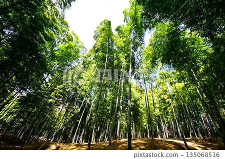 京都府,伏見稻荷大社,竹地下通道,深草藪之內町,伏見區,京都市,2022 年 2 月 京都府,伏見稻荷大社,竹地下通道,深草藪之內町,伏見區,京都市,2022 年 2 月 135068516