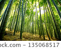 Kyoto Prefecture, Fushimi Inari Taisha Shrine, Bamboo Underpass, Fukakusa Yabunouchicho, Fushimi Ward, Kyoto City, February 2022 135068517