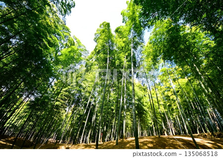 Kyoto Prefecture, Fushimi Inari Taisha Shrine, Bamboo Underpass, Fukakusa Yabunouchicho, Fushimi Ward, Kyoto City, February 2022 Kyoto Prefecture, Fushimi Inari Taisha Shrine, Bamboo Underpass, Fukakusa Yabunouchicho, Fushimi Ward, Kyoto City, February 2022 135068518
