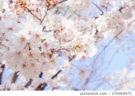 藍天和櫻花 135068971