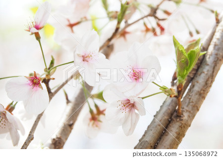 蓬鬆的櫻花樹 135068972