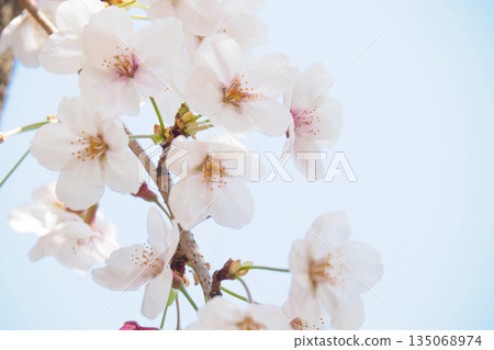 藍天和櫻花 135068974