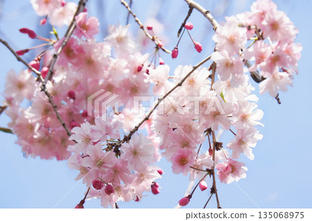 藍天和櫻花 135068975
