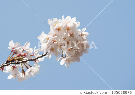 藍天和櫻花 135068976