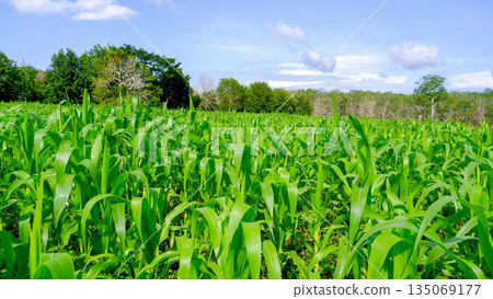 Beautiful Landscape of Corn Field under Blue Sky with Distant Forest and Soft Clouds 135069177