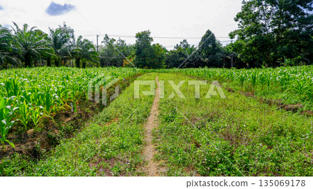 Narrow Path Between Lush Green Corn Fields with Tropical Palm Trees and Clear Sky Landscape Narrow Path Between Lush Green Corn Fields with Tropical Palm Trees and Clear Sky Landscape 135069178