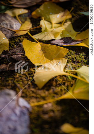 Sapporo, Hokkaido | Fallen leaves and autumn foliage in the park 135069636