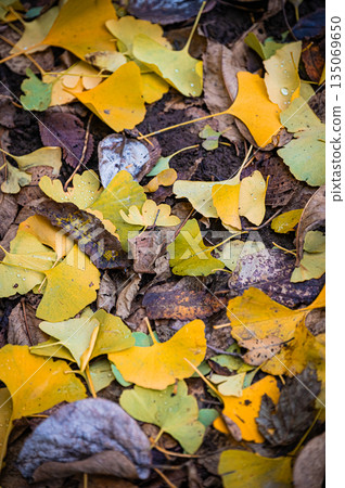 Sapporo, Hokkaido | Fallen leaves and autumn foliage in the park 135069650