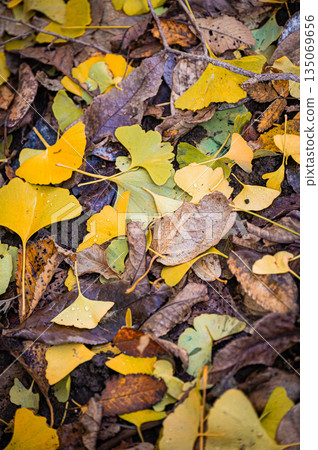 Sapporo, Hokkaido | Fallen leaves and autumn foliage in the park Sapporo, Hokkaido | Fallen leaves and autumn foliage in the park 135069656