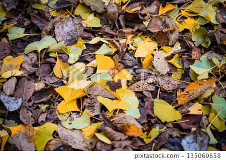 Sapporo, Hokkaido | Fallen leaves and autumn foliage in the park 135069658
