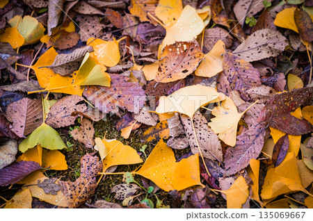 北海道札幌 | 公園裡的落葉與秋葉 北海道札幌 | 公園裡的落葉與秋葉 135069667