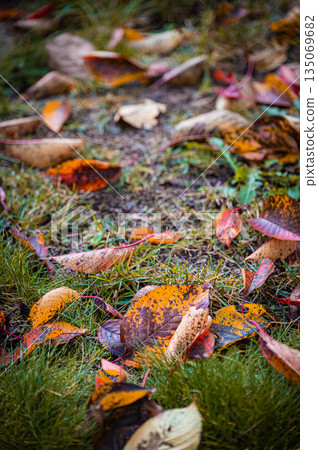 Sapporo, Hokkaido | Fallen leaves and autumn foliage in the park Sapporo, Hokkaido | Fallen leaves and autumn foliage in the park 135069682