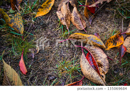 北海道札幌 | 公園裡的落葉與秋葉 135069684